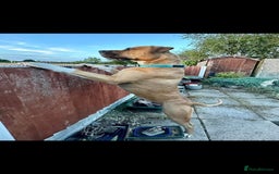 Mixed Breed dogs for sale: American Bulldog Mix - Image 3