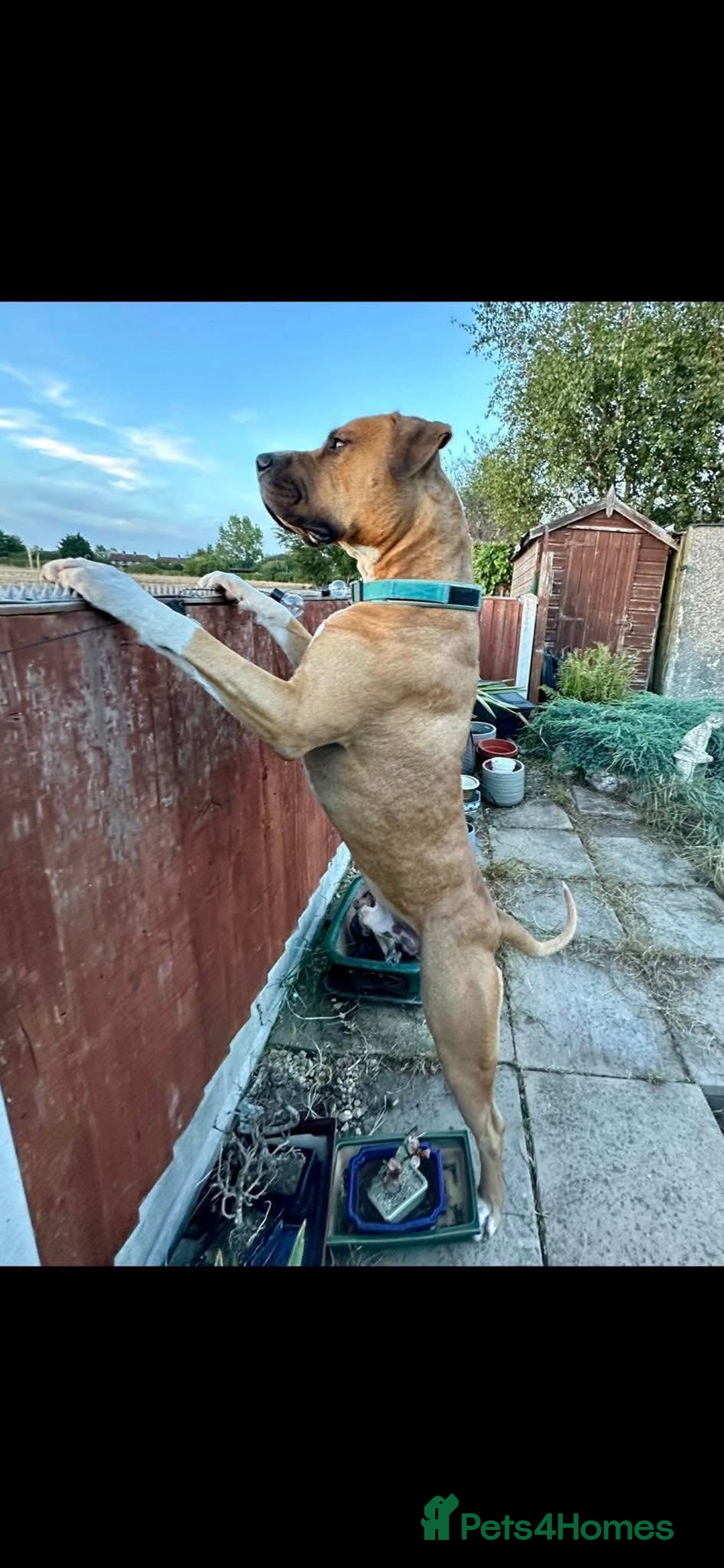 Mixed Breed dogs for sale: American Bulldog Mix - Image 3