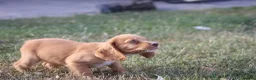 Cocker Spaniel dogs for sale: Working Cocker spaniel puppies for sale  - Advert 5