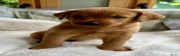 Labrador Retriever dogs for sale: kC reg fox red labs FTCH sired - Advert 10