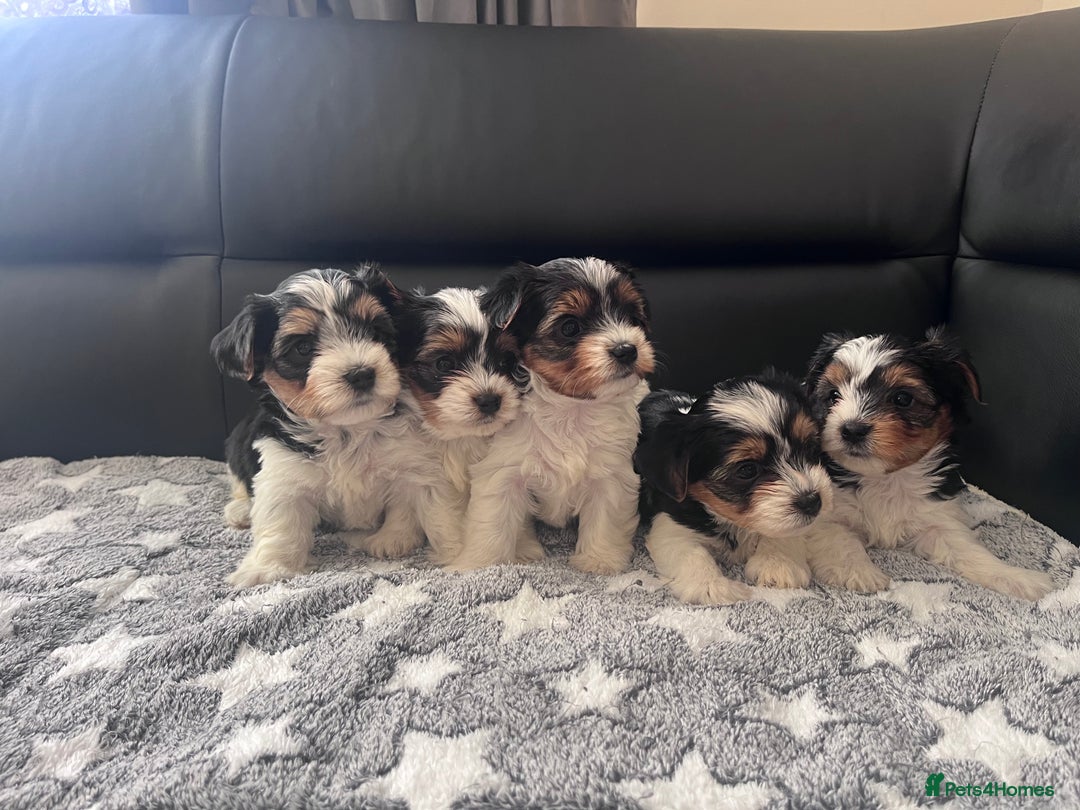 Biewer Terrier dogs for sale: *Last boy ready for new home*Pure Biewer Terriers - Advert 5