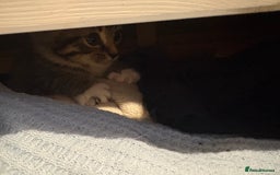 Mixed Breed cats for sale: 4 cheeky kittens ready for their new homes  - Image 10