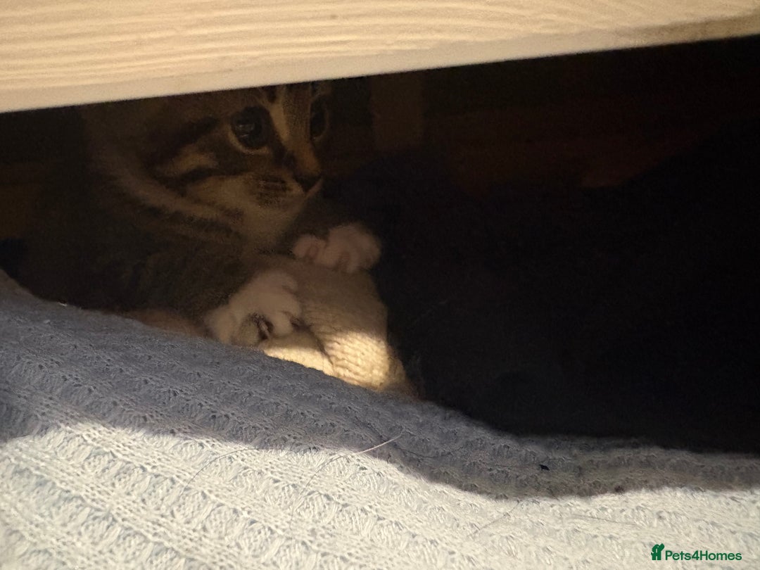Mixed Breed cats for sale: 4 cheeky kittens ready for their new homes  - Image 10