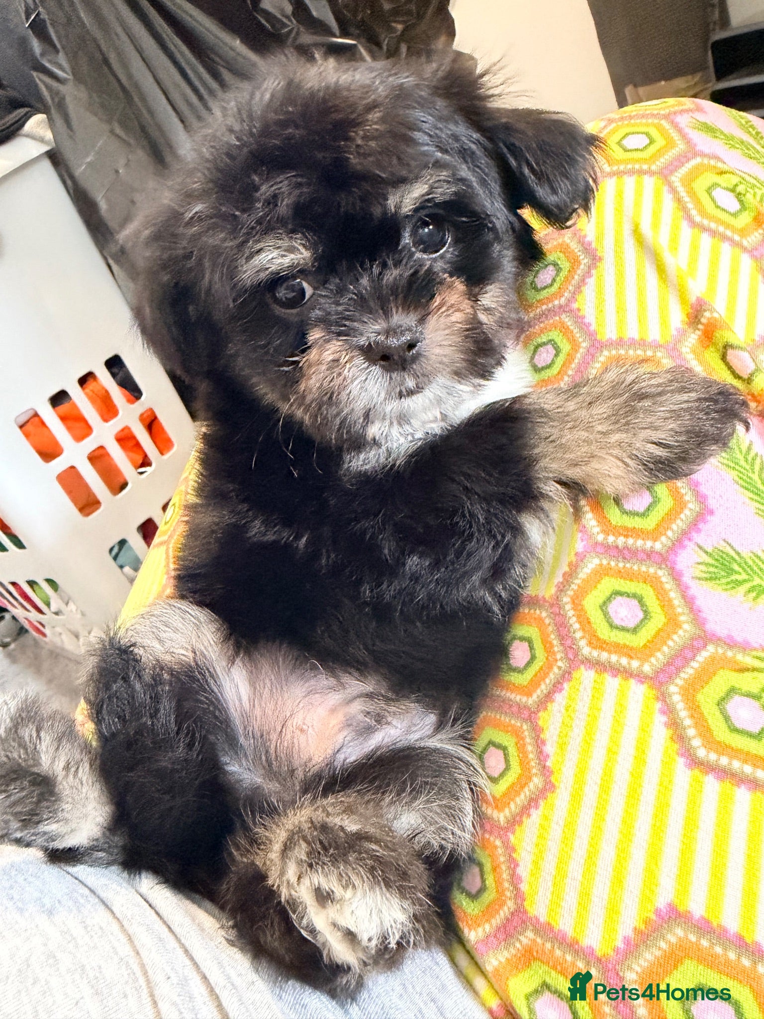 Mixed Breed dogs Tiny Malchi puppies - Advert 2
