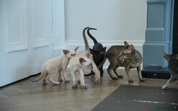 Oriental cats for sale: Stunning beautiful Oriental kitten BOY - Image 7
