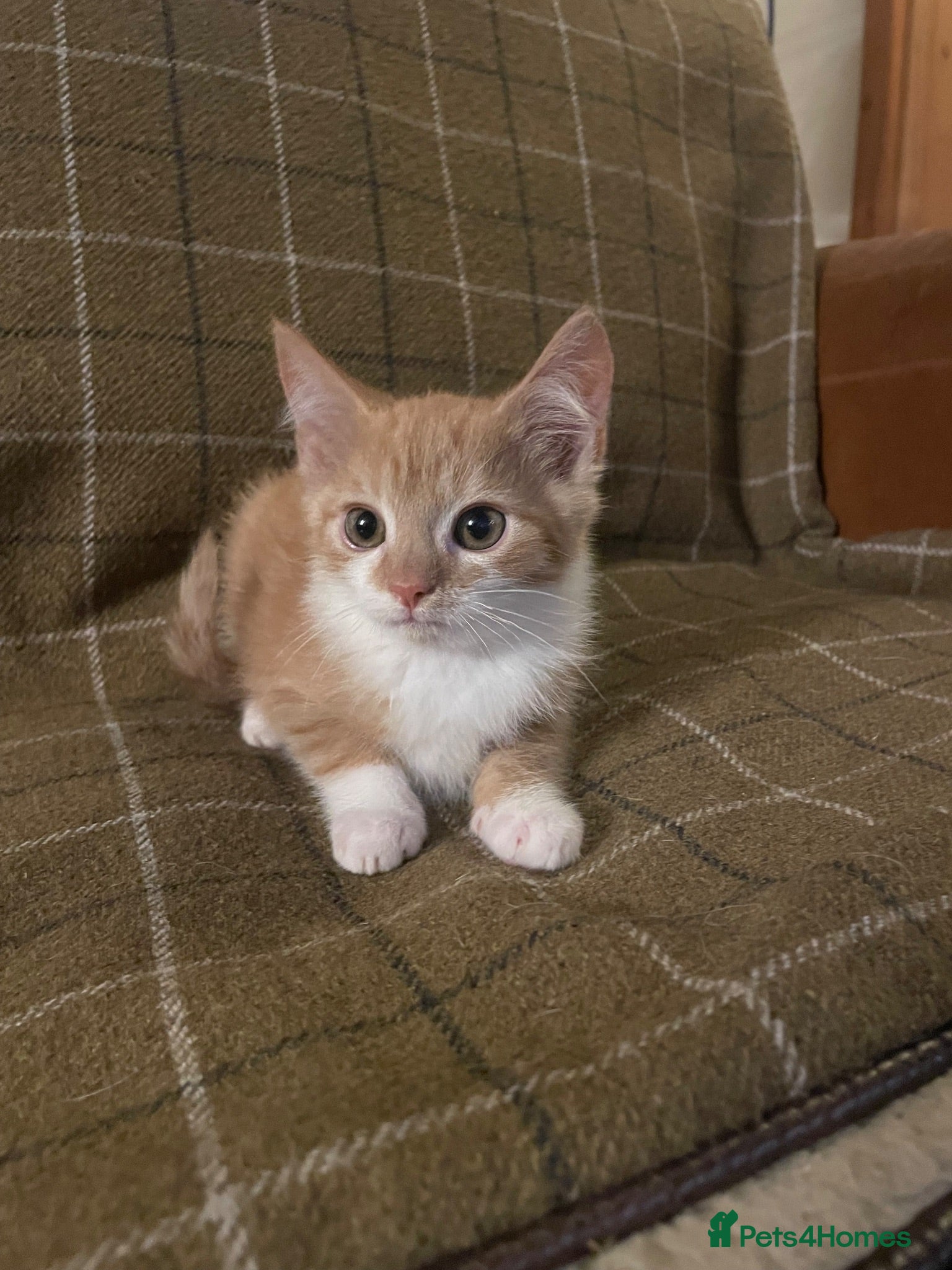 Mixed Breed cats for sale: Gorgeous Ginger kitten  - Advert 2