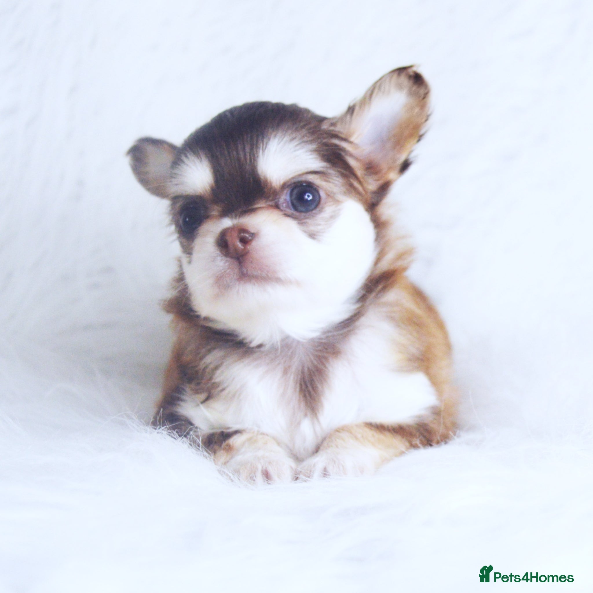 Chihuahua dogs KC REGISTERED CHIHUAHUAS HEALTH TESTED  - Advert 2