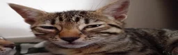 Bengal cats for sale: Bengal Kittens: Princess, Hunter & Friend - Advert 19