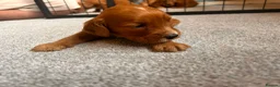 Cockapoo dogs for sale: Beautiful F1 cockapoos in Cranleigh - Advert 20