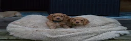 Cocker Spaniel dogs for sale: Gorgeous Working Cocker Spaniel Pups  - Advert 16