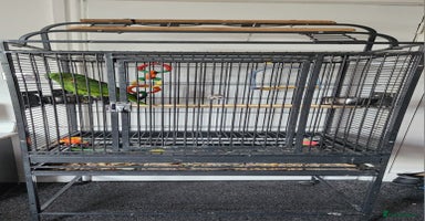 Budgerigars birds - Advert 2