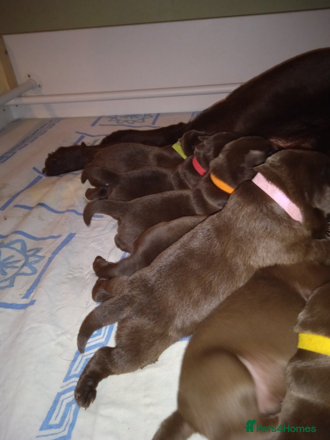 Labrador Retriever dogs for sale: KC CHOCOLATE LABRADORS PUPPIES, H TESTED PARENTS  - Advert 3