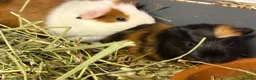 Guinea Pig rodents for sale: Bonded boys  - Advert 2