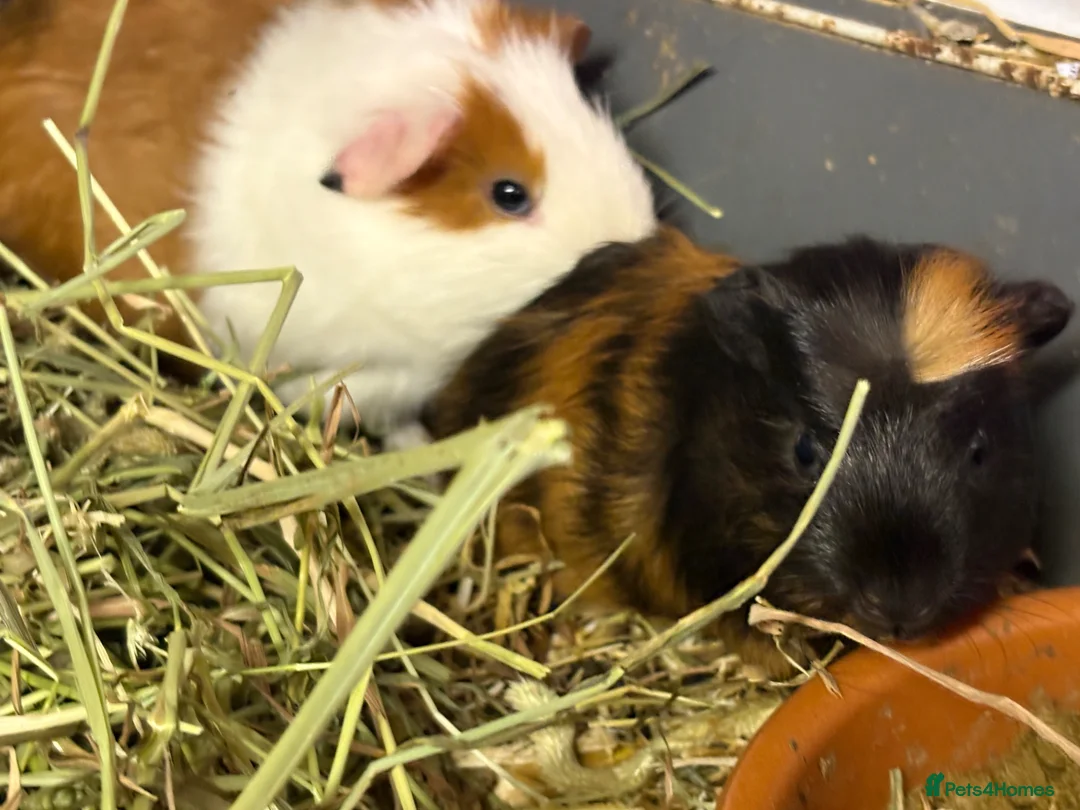 Guinea Pig rodents for sale: Bonded boys  - Advert 2
