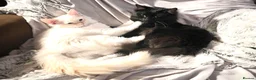 Ragdoll cats for sale: 75% Fabulously “Ragdoll” kittens  - Advert 19