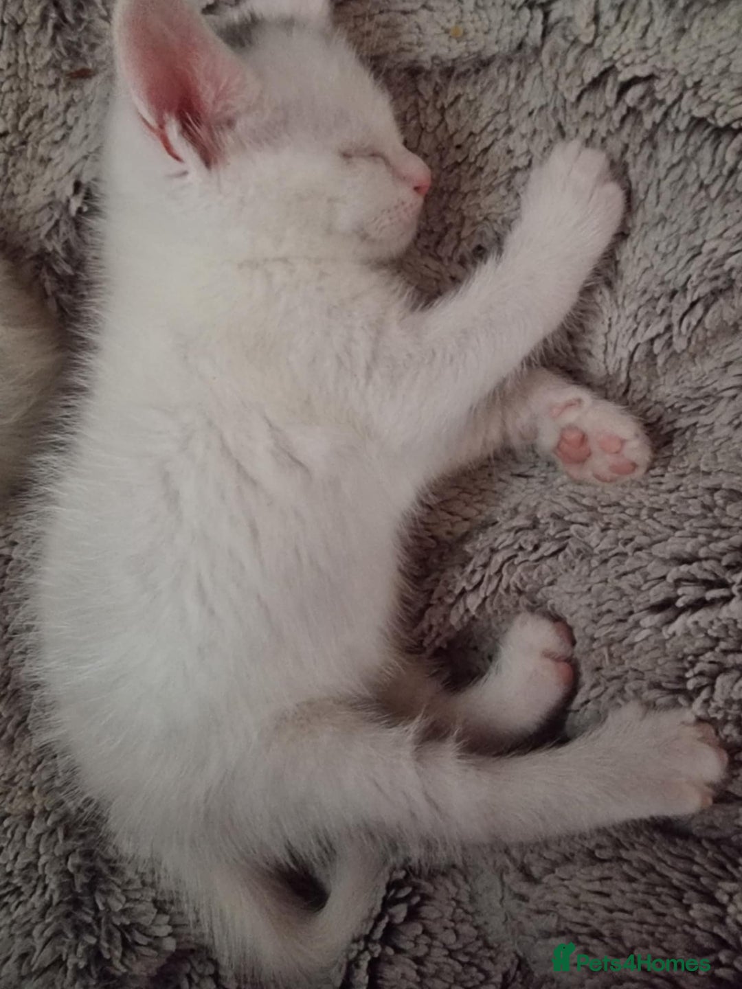 Mixed Breed cats for sale: kittens - Image 29