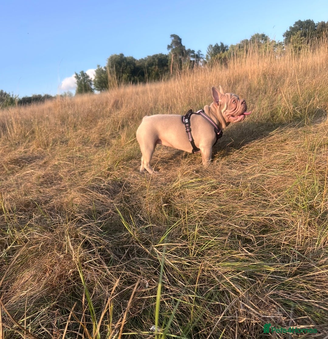 French Bulldog dogs for sale: Newshade Velvet Female Frenchie Pup - Advert 13
