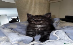 Maine Coon cats for sale: 🐾 Beautiful Maine Coon x Norwegian Forest Kittens - Image 5