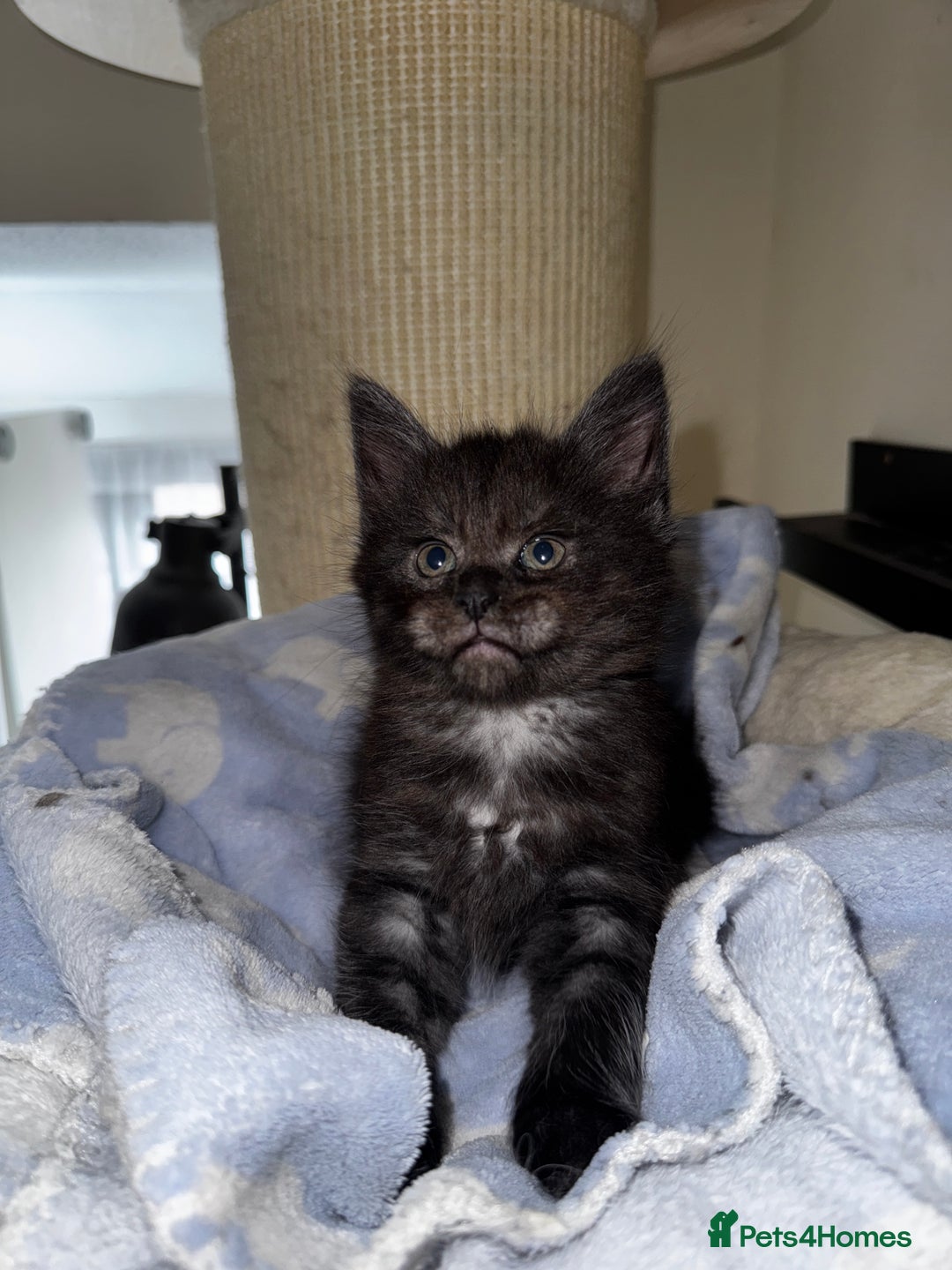 Maine Coon cats for sale: 🐾 Beautiful Maine Coon x Norwegian Forest Kittens - Image 5