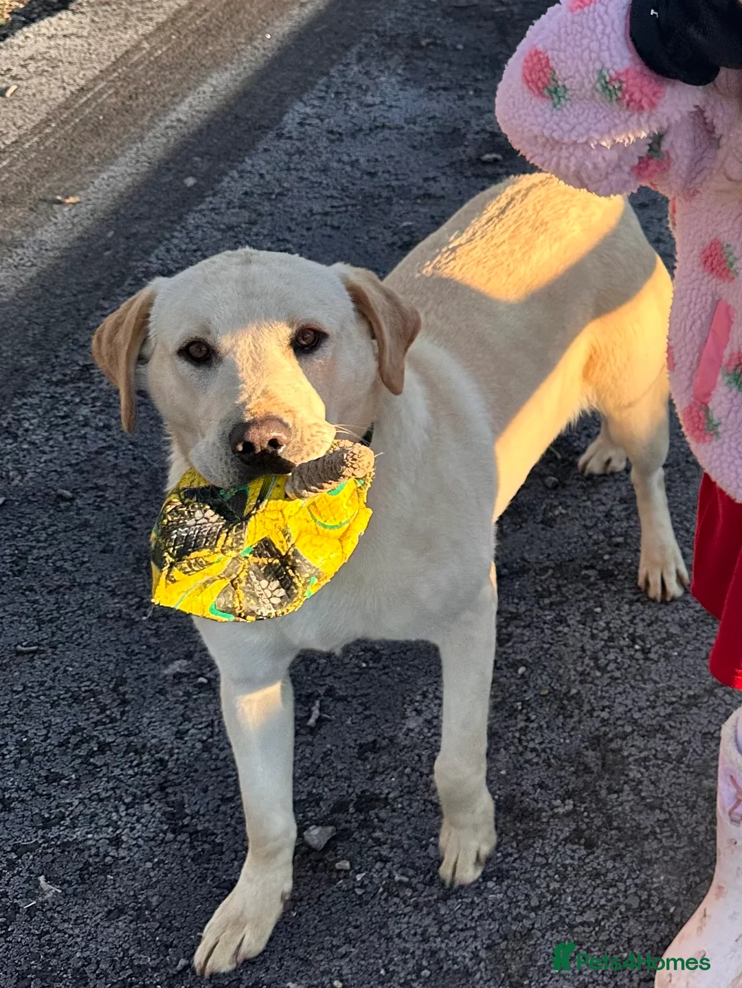 Labrador Retriever dogs for sale: Cream Male Labrador Retriever  - Advert 1