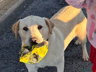 Labrador Retriever dogs Cream Male Labrador Retriever - Advert 3