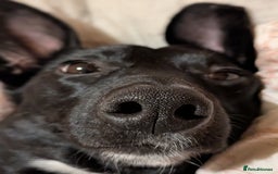 Mixed Breed dogs for sale: 2 year old female Dollie  - Image 4