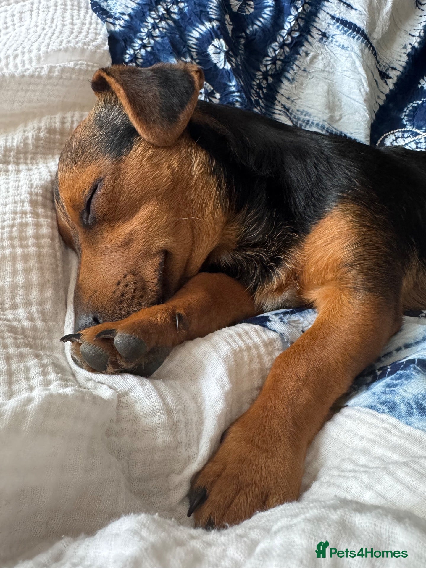 Mixed Breed dogs Character full beautiful boy  - Advert 16
