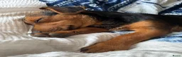 Mixed Breed dogs for sale: Character full beautiful boy  - Advert 2