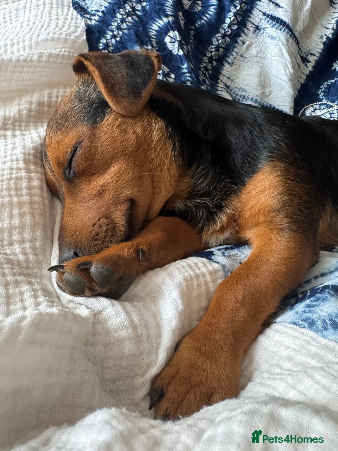 Mixed Breed dogs for sale: Character full beautiful boy  - Advert 2