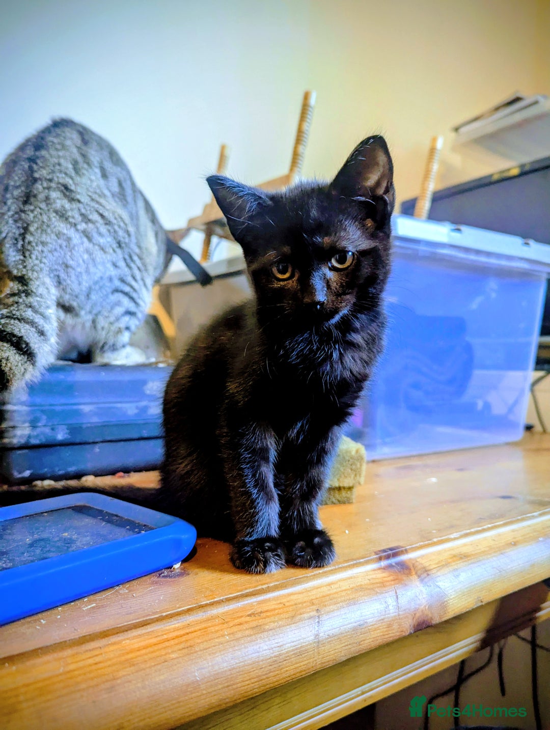 Mixed Breed cats for sale: Beautiful Black Kitten Ready to Go Now - Image 2
