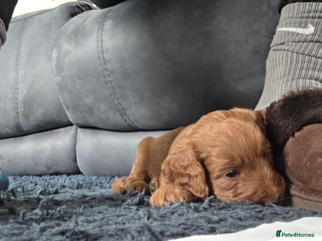 Cockapoo dogs for sale: 1 Beautiful Fox Red Boy Cockapoo Left  - Advert 18