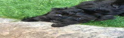 Havanese dogs for sale: Stunning Havanese puppies  in Bournemouth - Advert 9