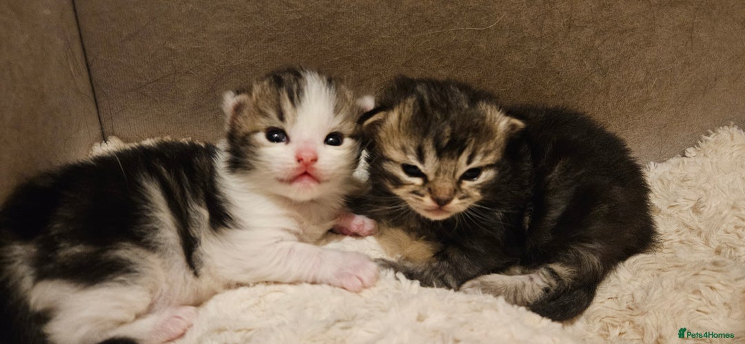 Ragdoll cats for sale: Ragdoll x kittens  - Advert 1