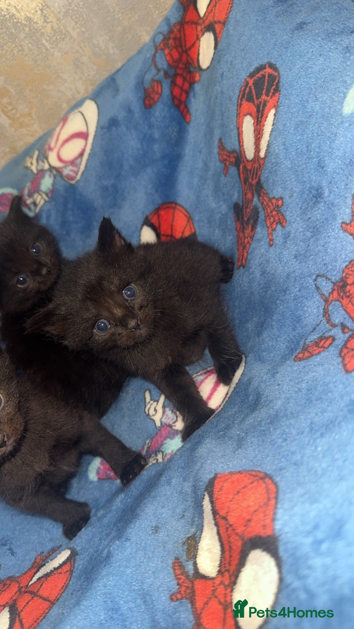 Mixed Breed cats Kittens Ghost Tabby’s - Advert 1