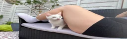 Khao Manee cats for sale: Rehome for my girl, not sale. - Advert 9