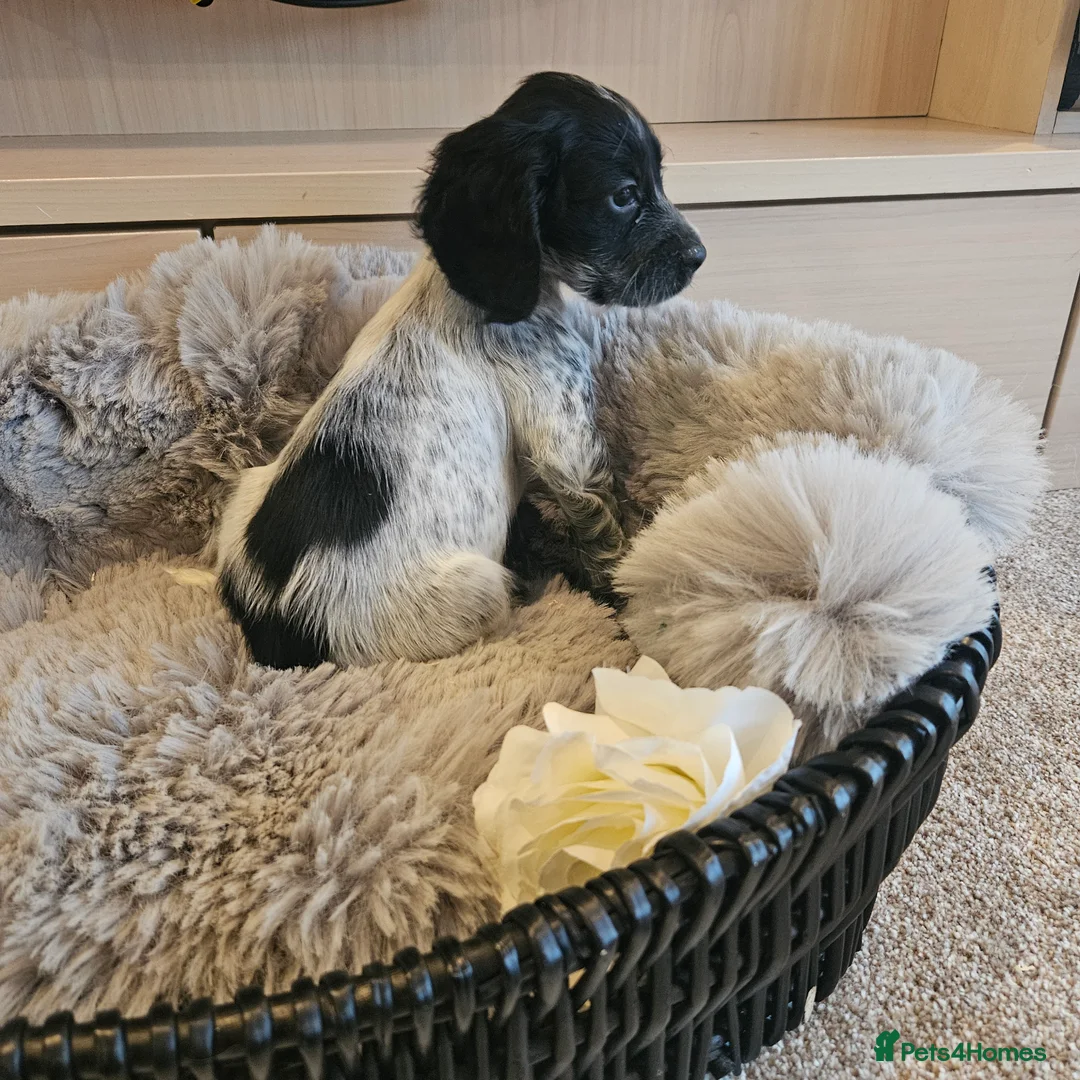 Cocker Spaniel dogs for sale: Roan Working Type Cocker Spaniels - Advert 1