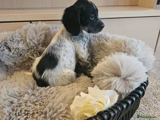 Cocker Spaniel dogs Roan Working Type Cocker Spaniels - Advert 4