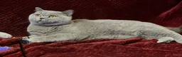 British Shorthair cats for sale: 🏆 Beautiful GCCF BSH Grace Retired Queen (Blue)🐈 - Advert 13