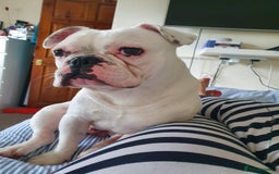 French Bulldog dogs for sale: White french bulldog  - Image 2