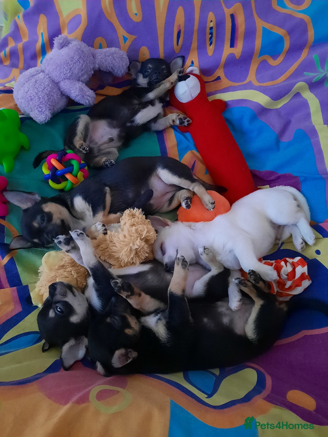 Chihuahua dogs for sale: Lovely chihuahua puppies! - Image 12