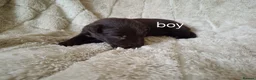 Mixed Breed dogs for sale: Ready to leave £500 ono - Advert 14