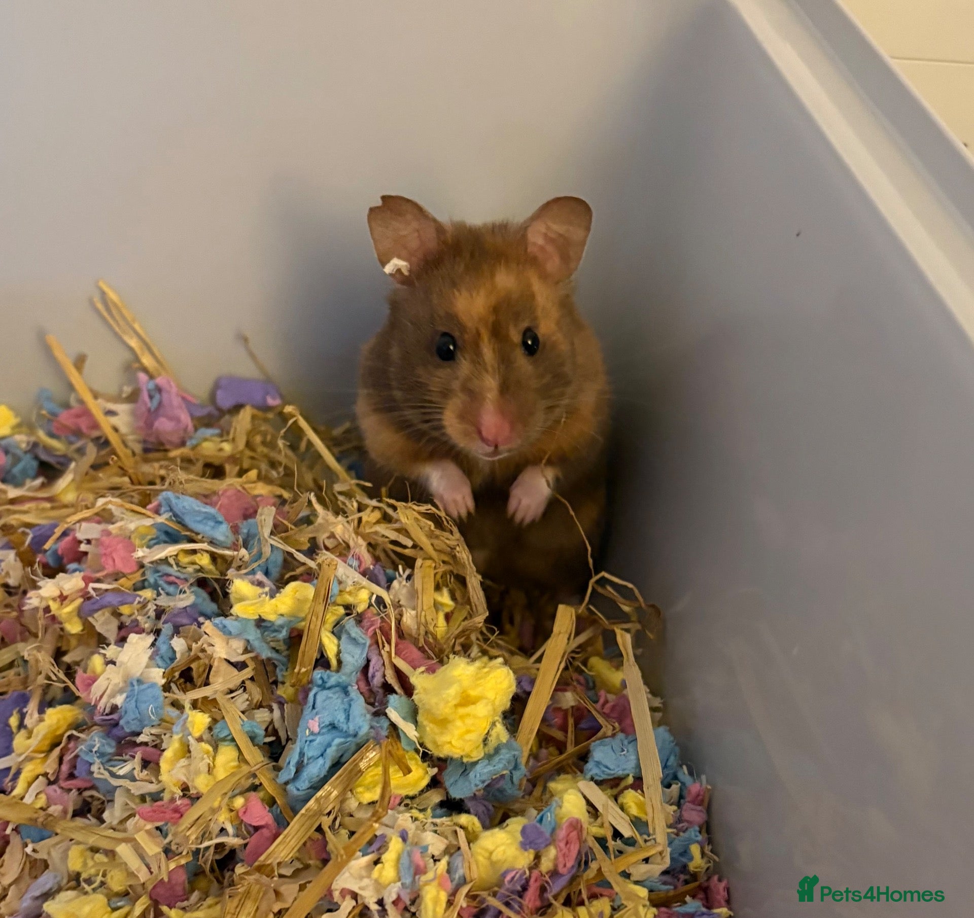 Hamster rodents Syrian Hamster - Advert 1