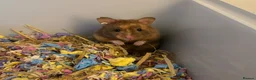 Hamster rodents for sale: Syrian Hamster - Advert 1