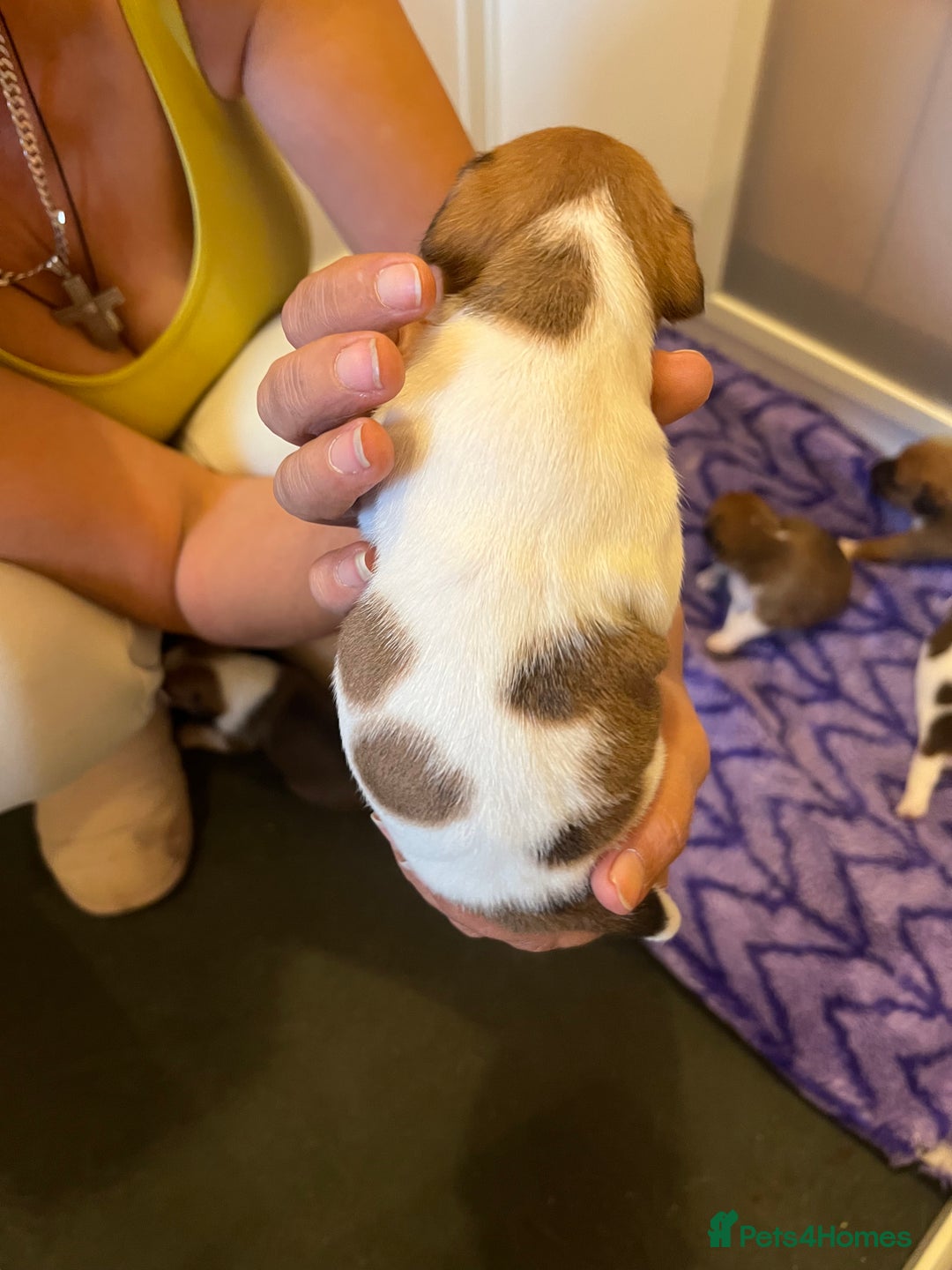 Jack Russell dogs for sale: 6 Jack Russell Puppies  - Image 13
