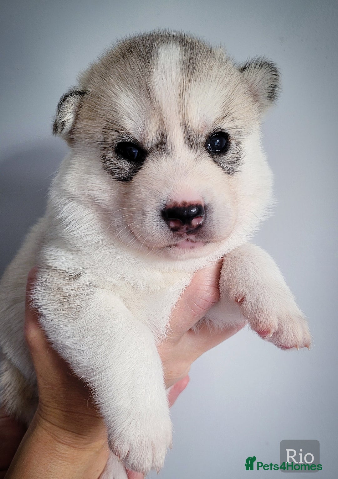 Siberian Husky dogs for sale: Best Quality Siberian Husky Puppies in Scotland - Image 8