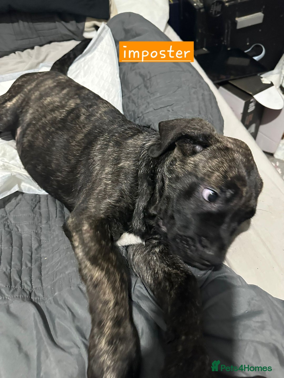 Mixed Breed dogs for sale: Pure Cane corso / pure presa canario puppies. - Image 4