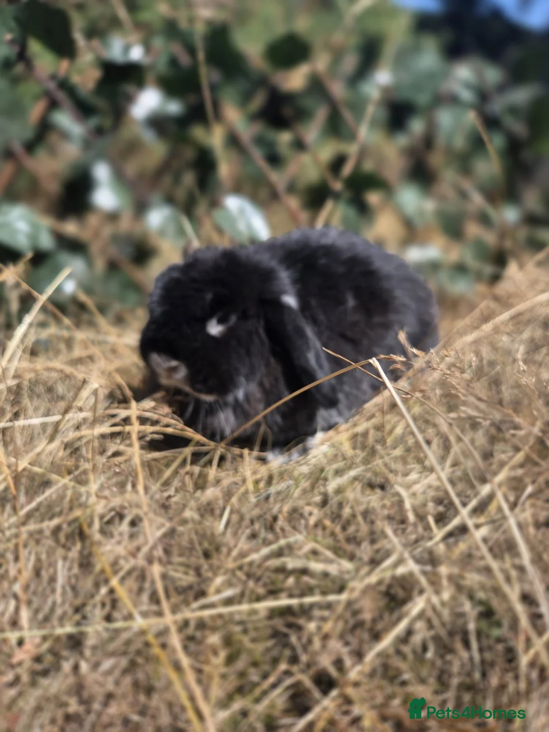 Mini Lop rabbits for sale: 2yr old mini lop girl  - Advert 4