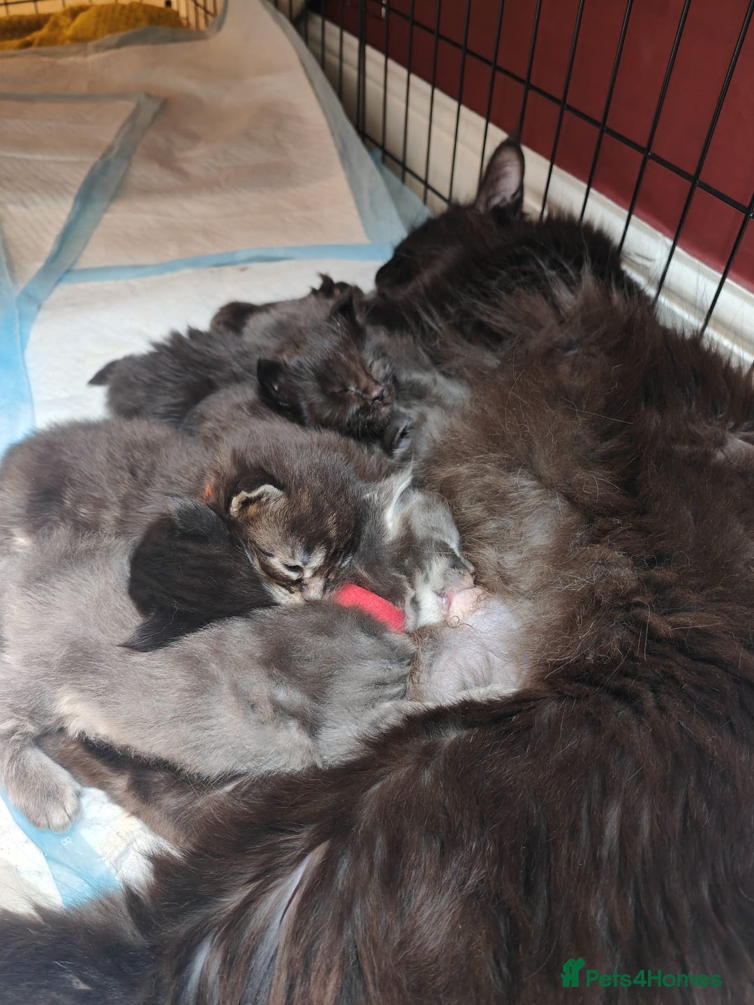 Maine Coon cats for sale: 5 Main Coon Kittens  - Advert 1