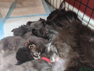 Maine Coon cats 5 Main Coon Kittens - Advert 2