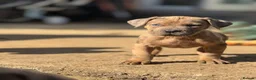 Neapolitan Mastiff dogs for sale:  5LEFT Neapolitan Mastiff x Cane Corso  - Advert 19